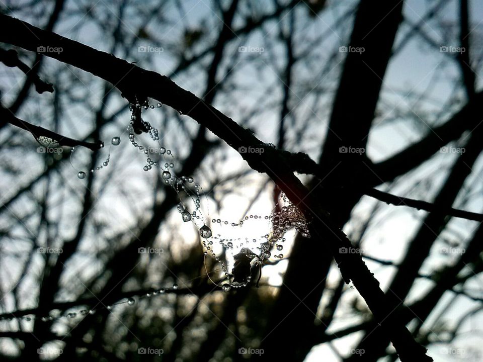 catching dew 2