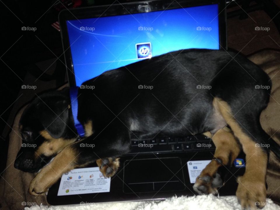 Puppy on laptop 