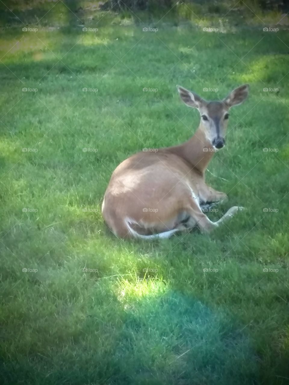 Deer resting in the grass