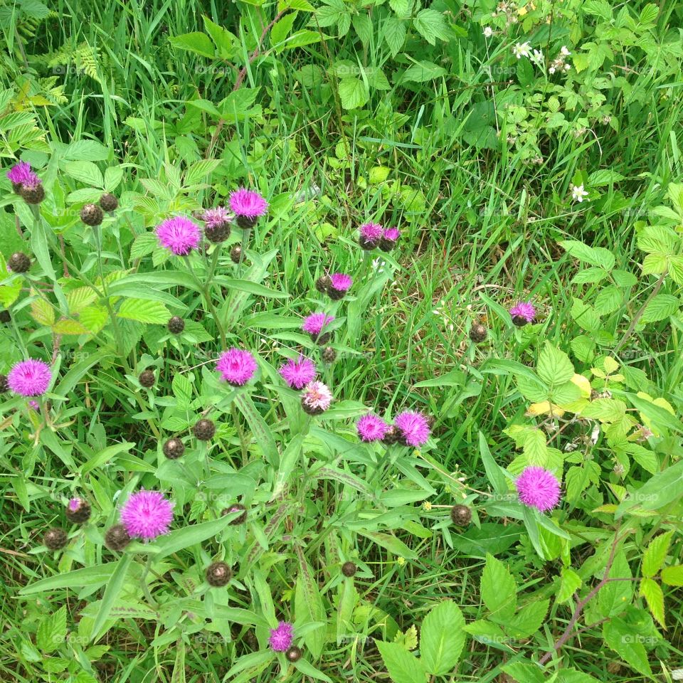 Black Forest Wildflowers. Wildflowers in the Black Forest, Germany