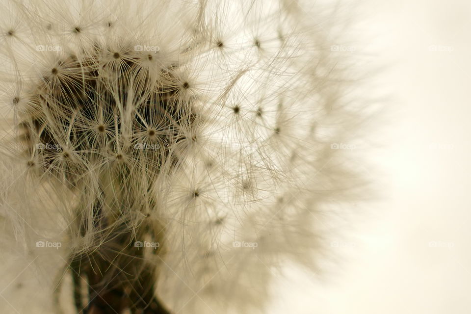 dandelion flower