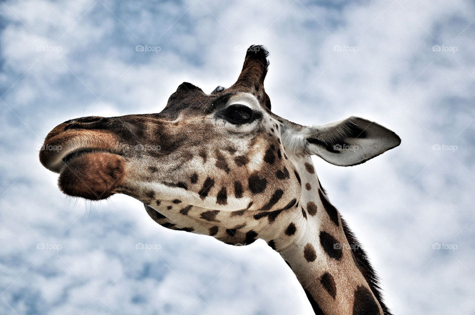 face pattern design animal by nivoa