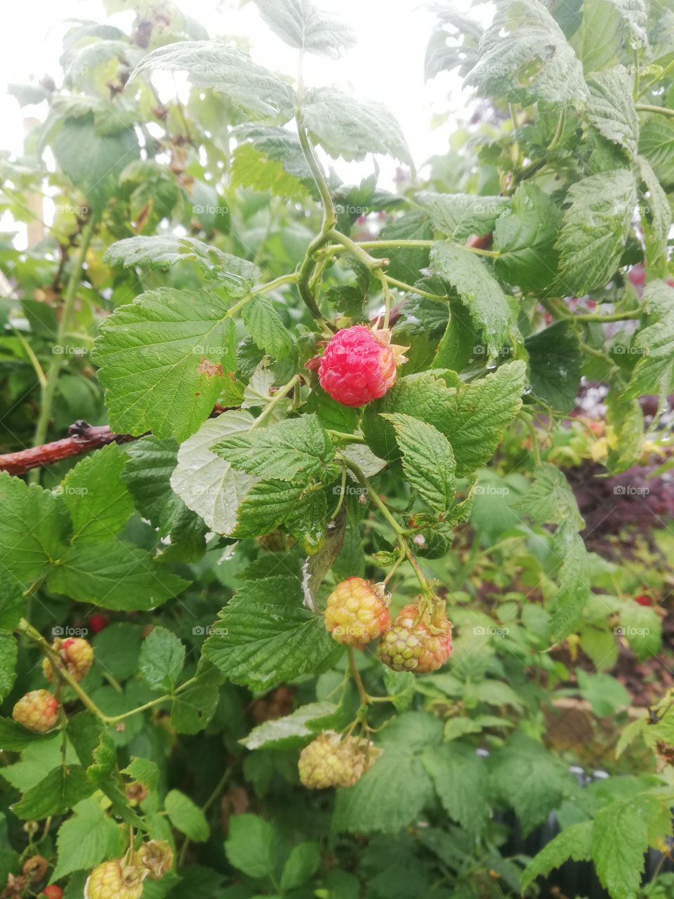 Himbeeren