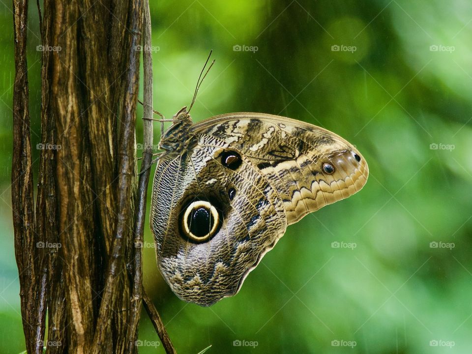 Owl butterfly. Caligo eurilochus