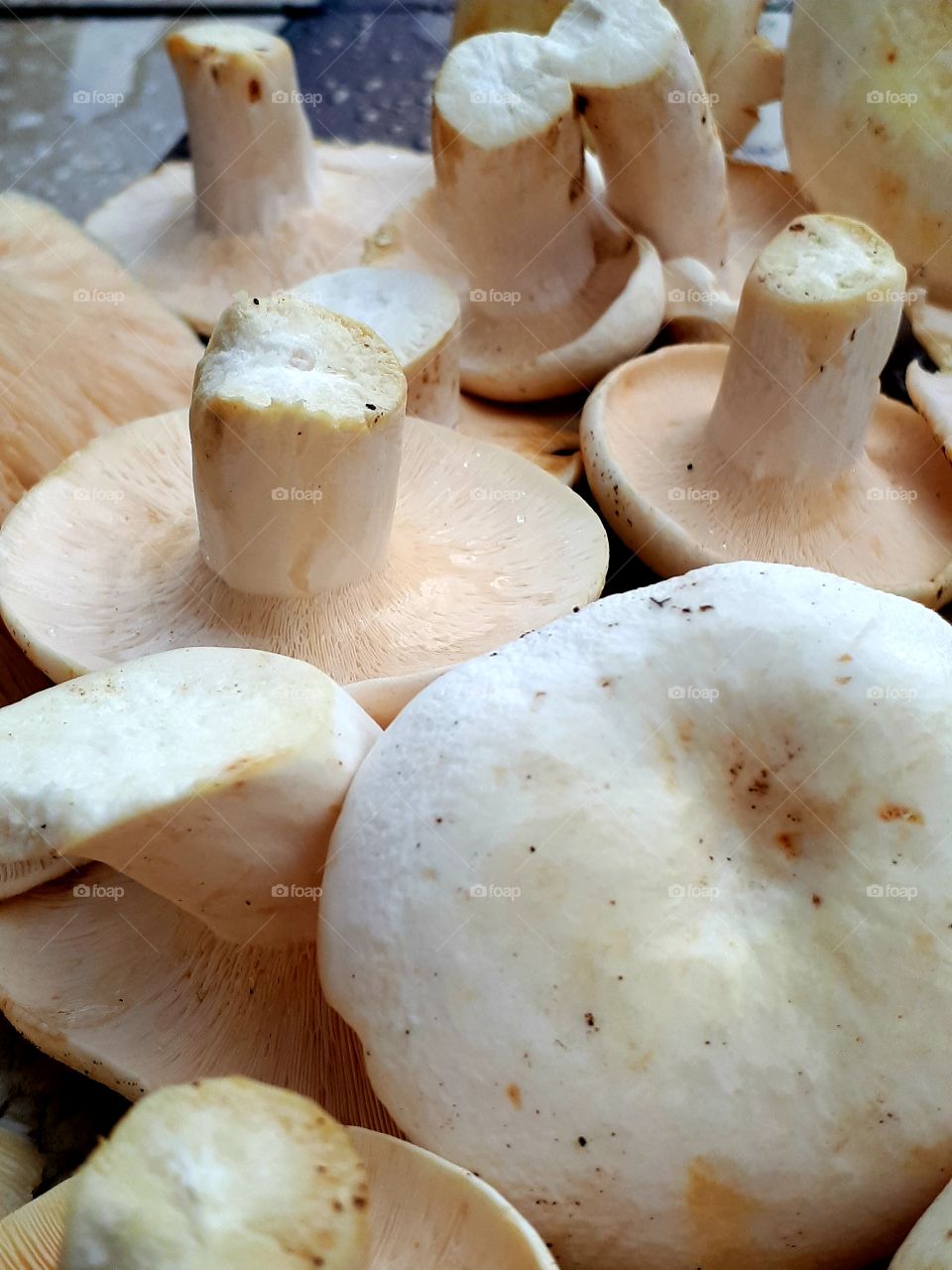 Pappery milk-cap (mlijčnica) cleaned and ready for cooking