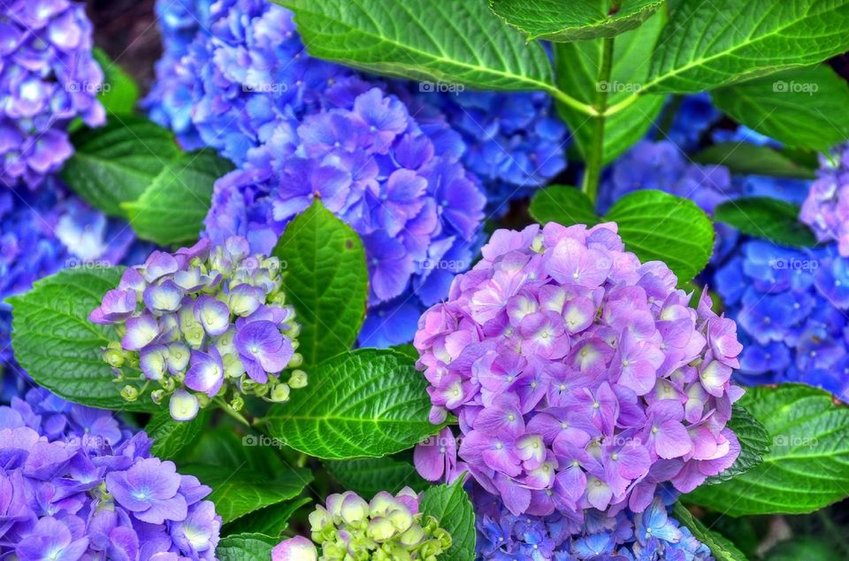 Beautiful Flower color combination