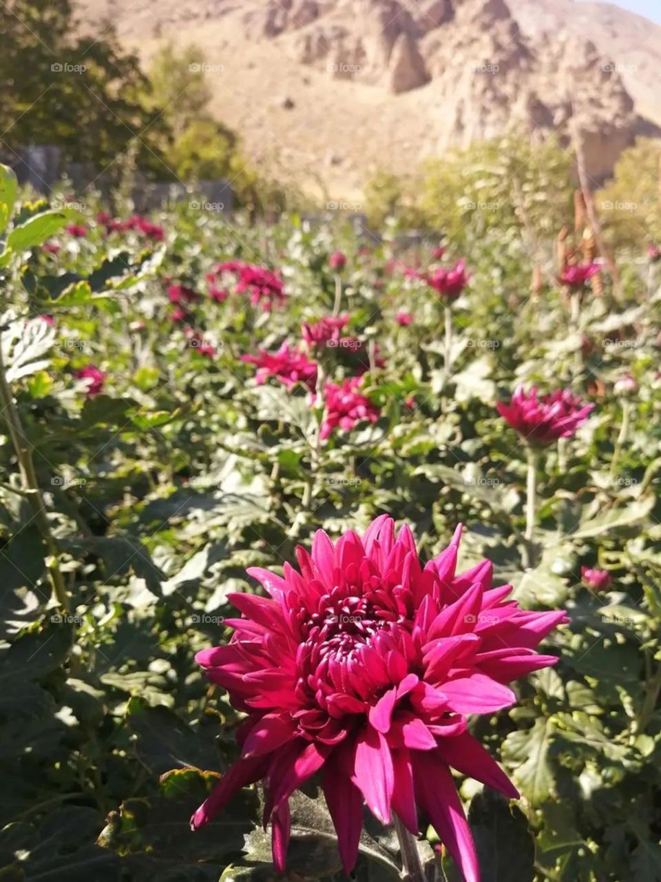 Walking through flowers, free and happy