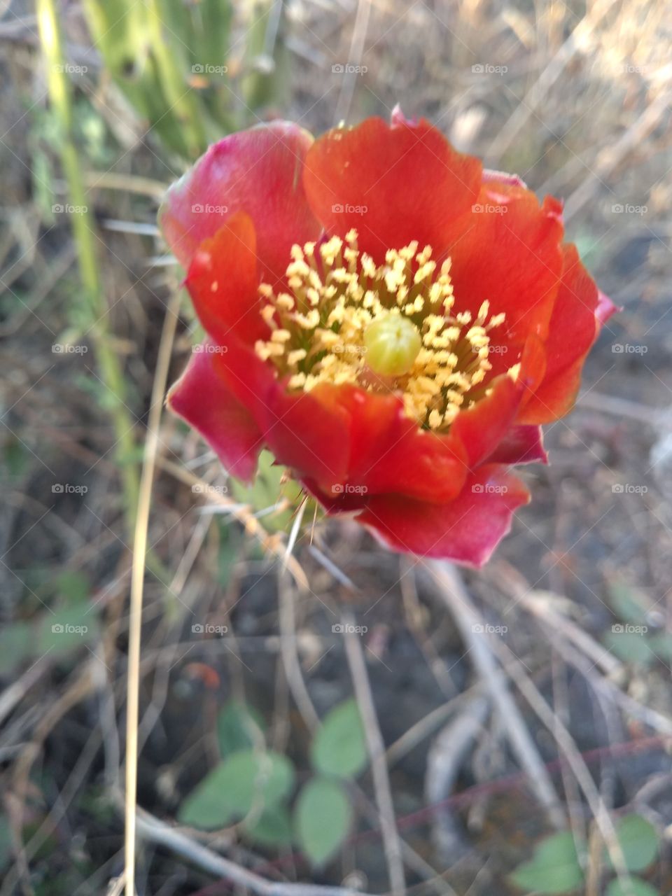 las maravillas de nuestra naturaleza.