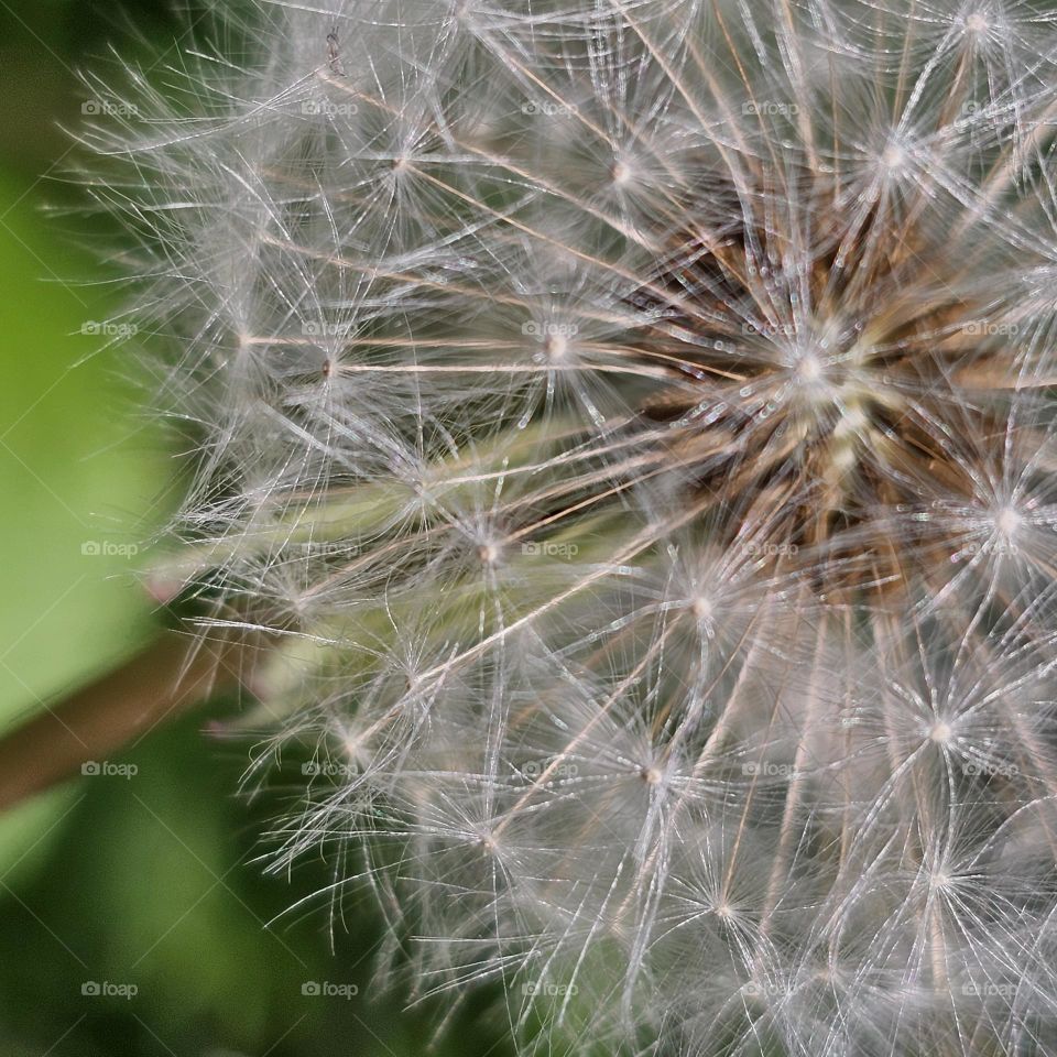 A little Dandelion