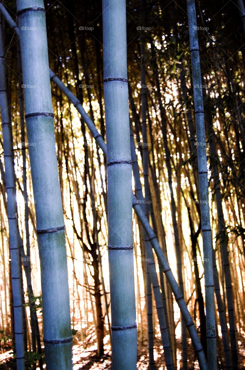 Bamboo 