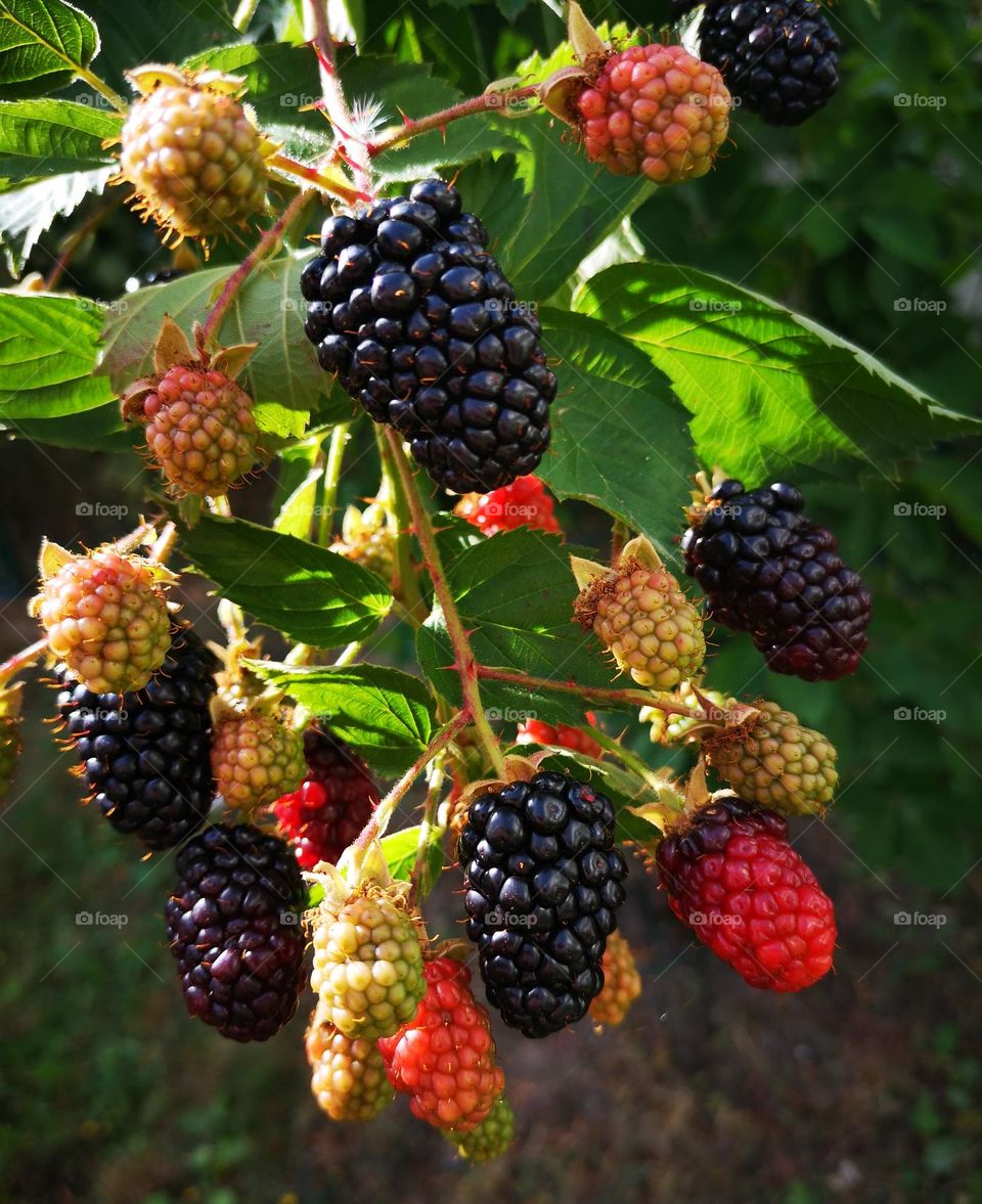 Blackberries in October