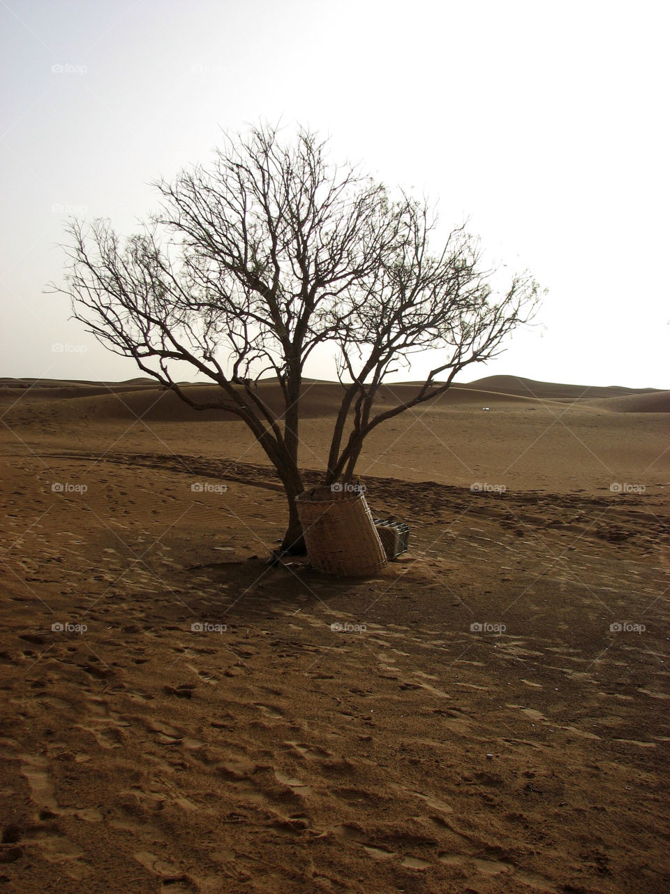 hot tree desert sahara by hofit25