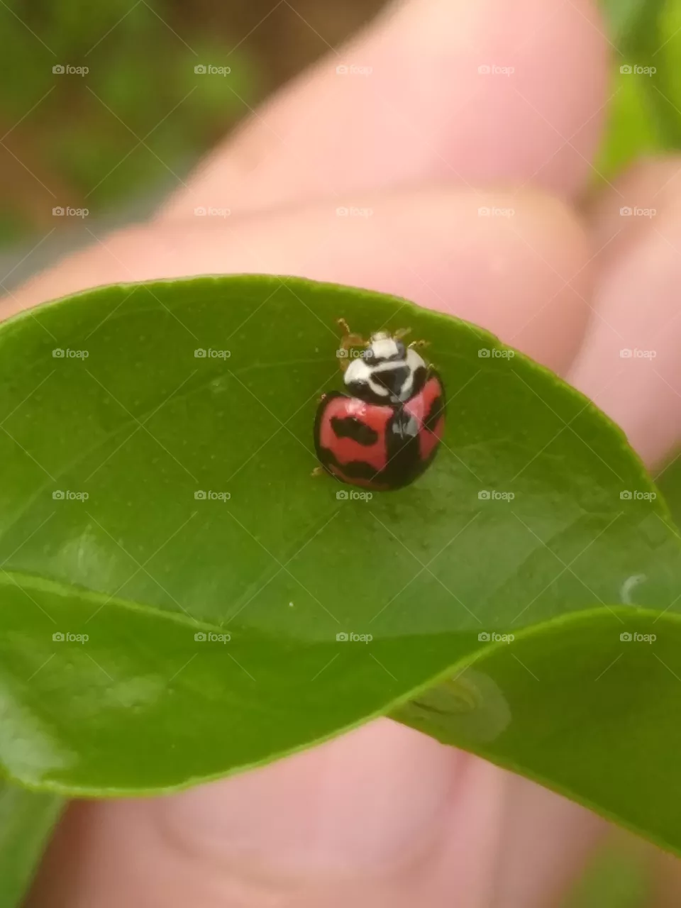 insect