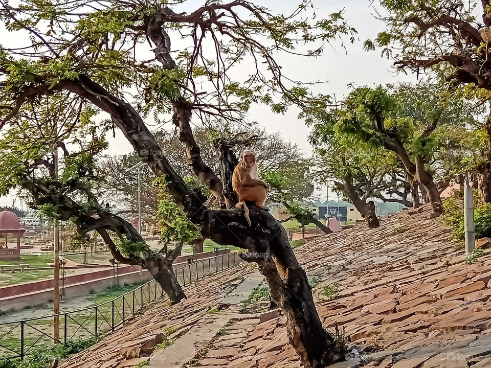 Monkey sit on a tree awesome and beautiful image india