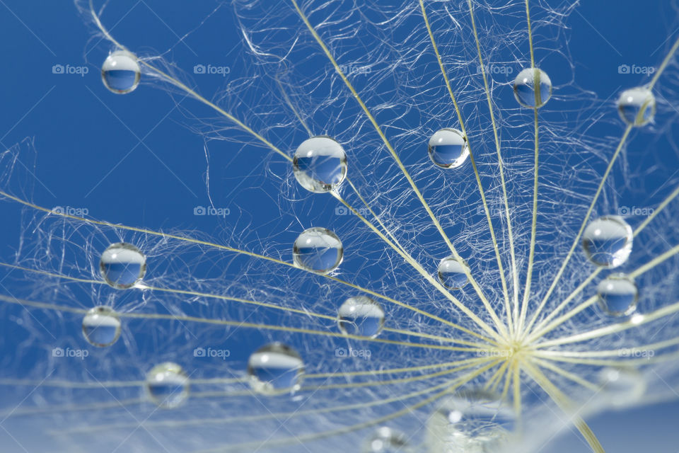 Water drops on a parachutes dandelion on a blue background. dew drops on a dandelion seed macro. magic dream concept