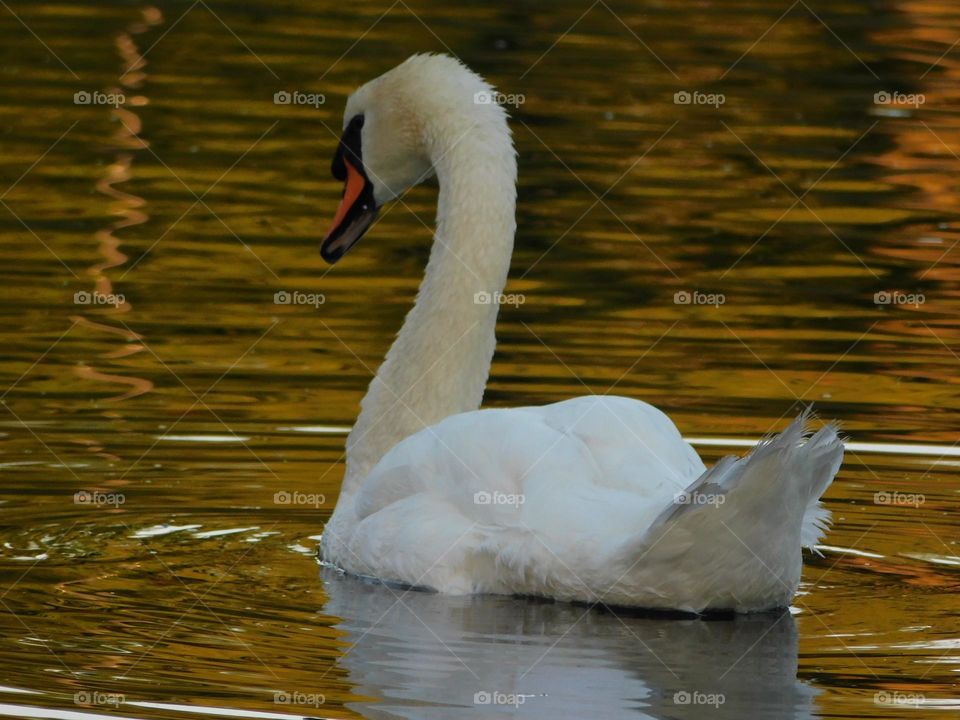 Swan