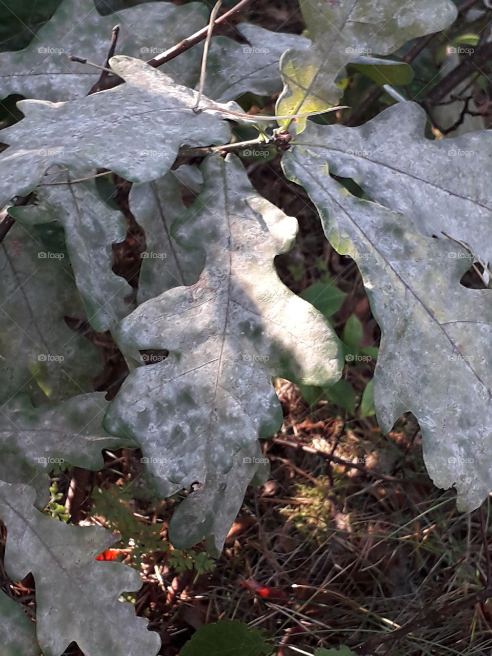 oak tree leaves  and mildew