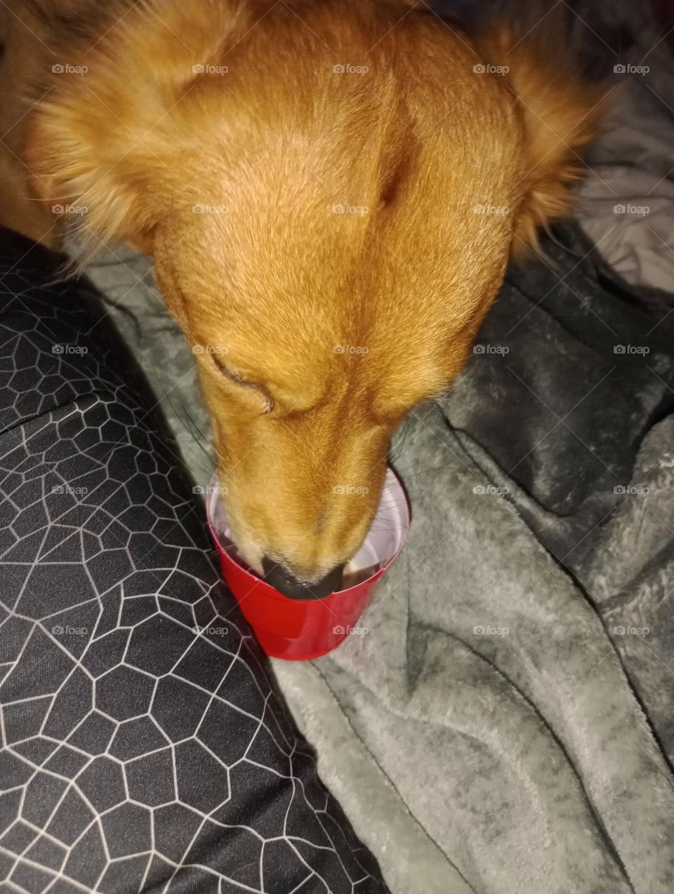 ice cream dog