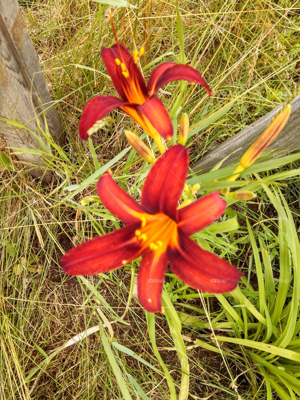 Tiger Lillies. From my backyard