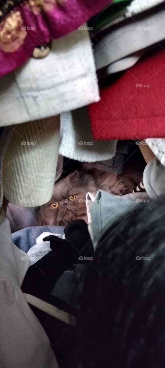 Atila(my sister's persian cat)sometimes gets lost and nobody can't guess where he is except my sister . Exactly she finds him as she connect a magical GPS to him . When a strange person or one he hates enteres home ,so he finds a secret place to hide