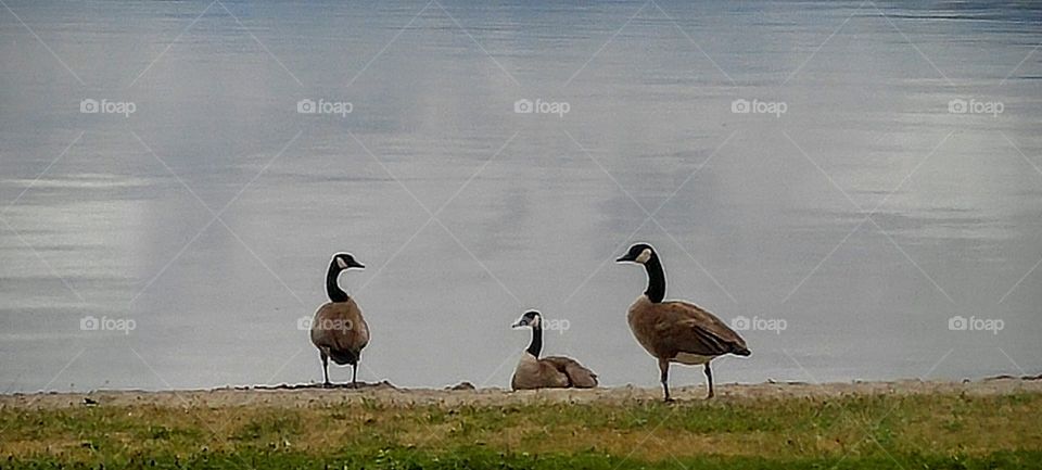 Lake Geese