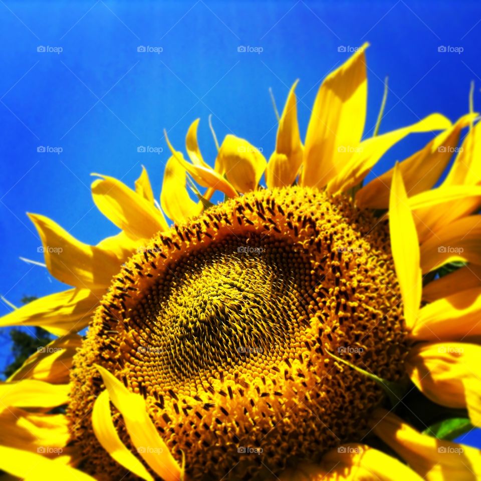 Sun to sun. Sunflowers at its peak.