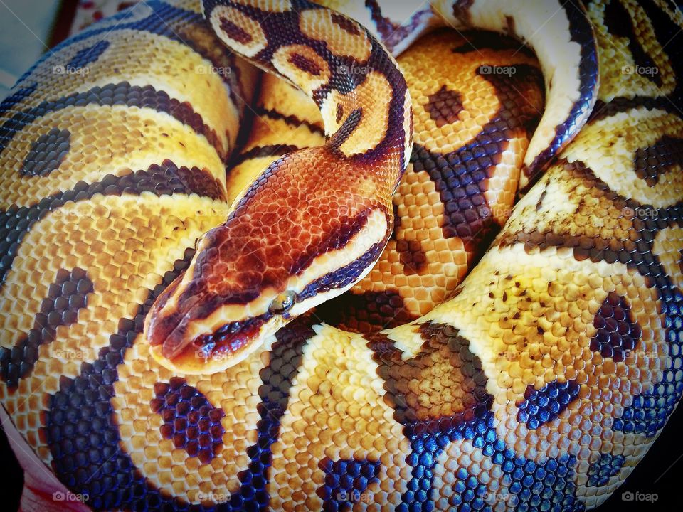 Snake, Reptile, Python, Feather Boa, Animal