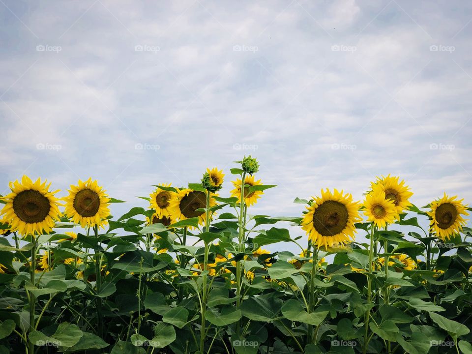Field of sunflowers on a day with dark storm clouds on the sky