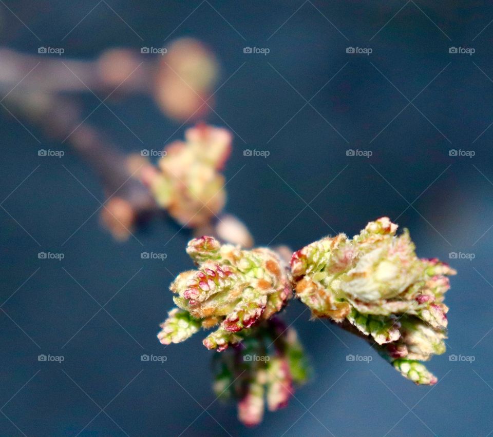 Maple leaf buds