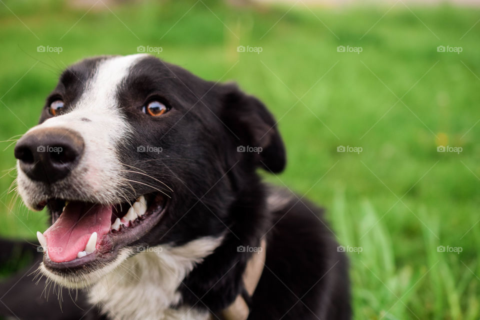 Relaxin in the grass