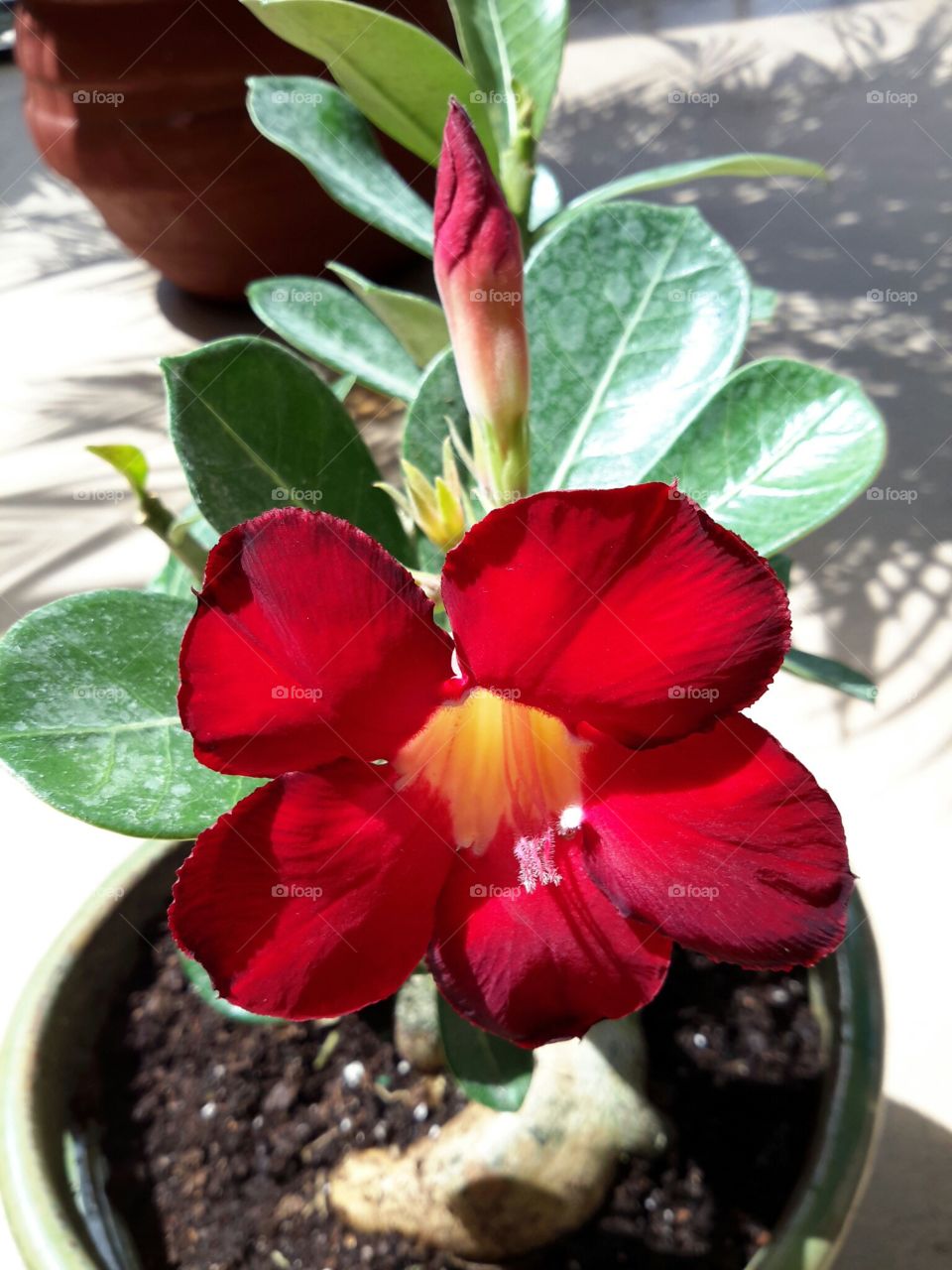 Desert Rose in Bloom. Desert Rose 8 bloom, Adenium obesum, succulent