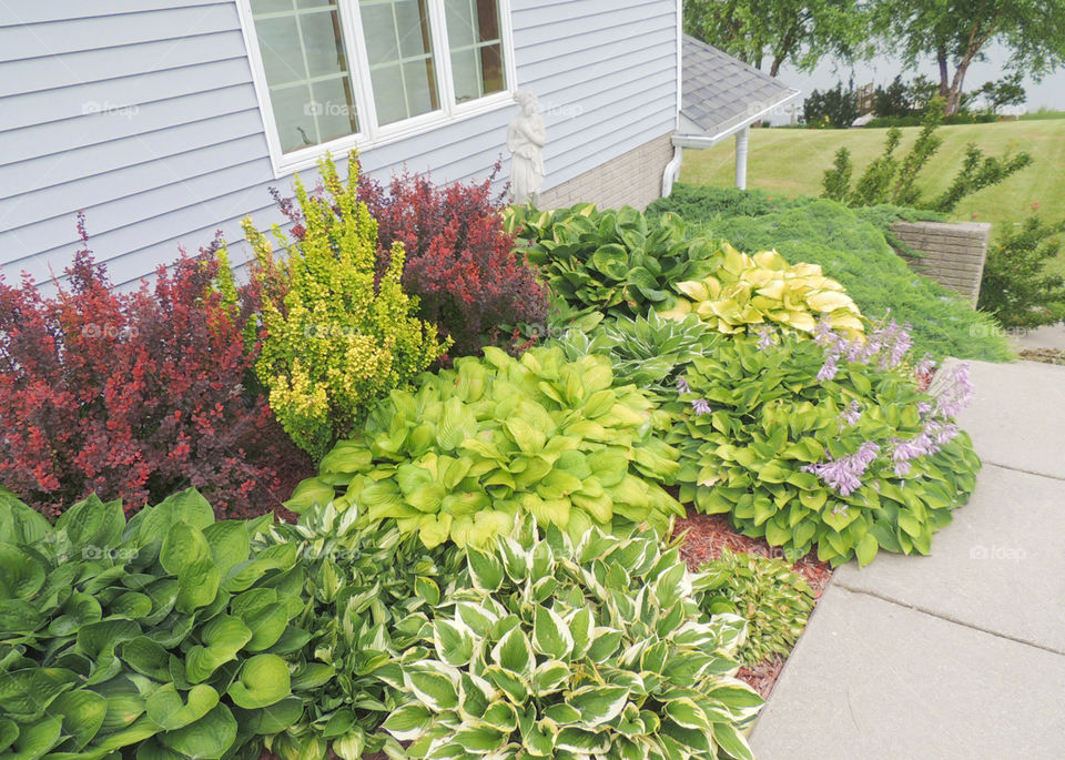 Plants in landscaping