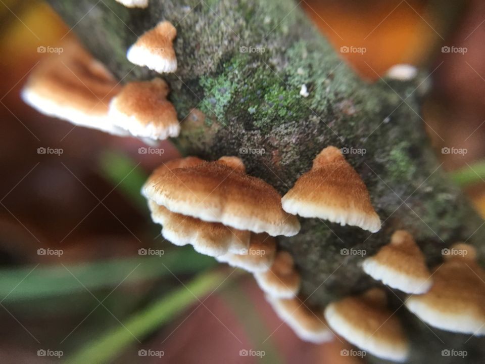 Fungus closeup