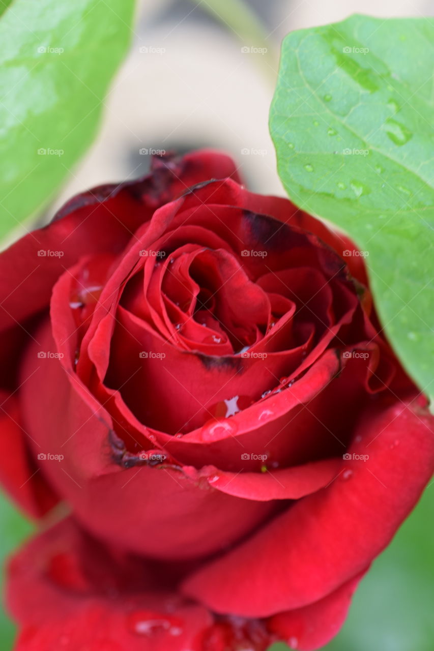 Red rose