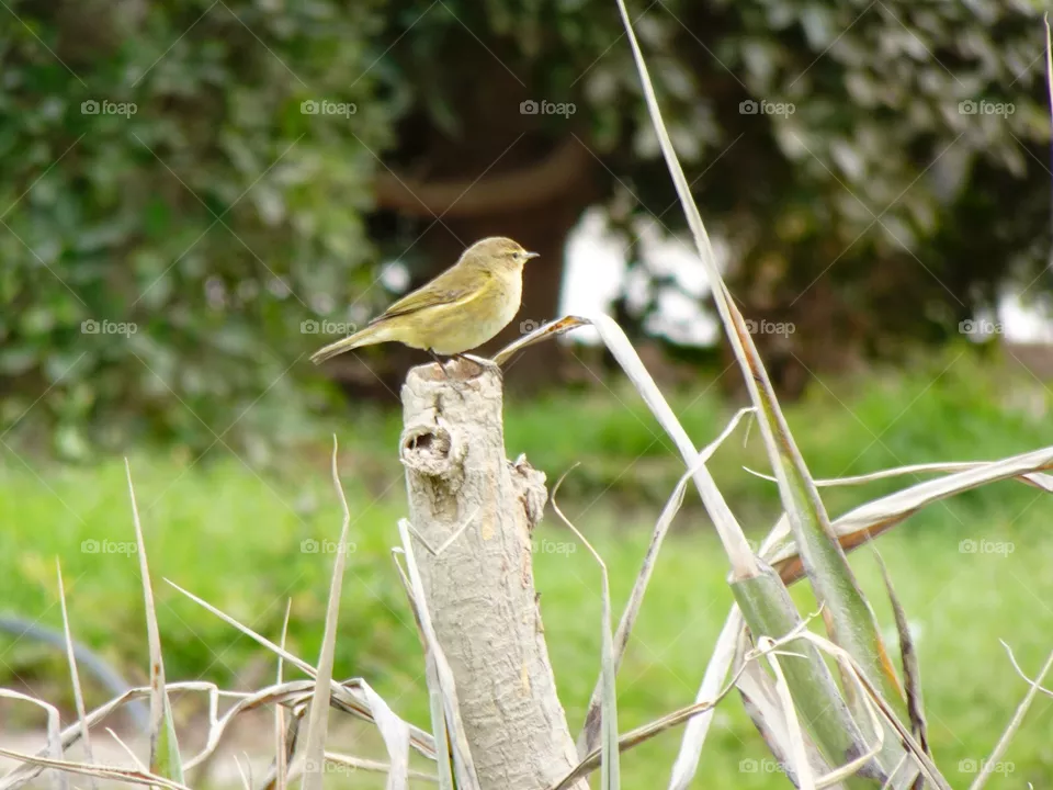 bird