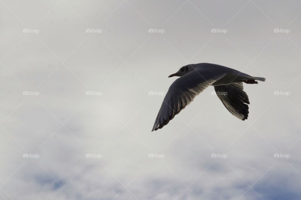 Flying seagull