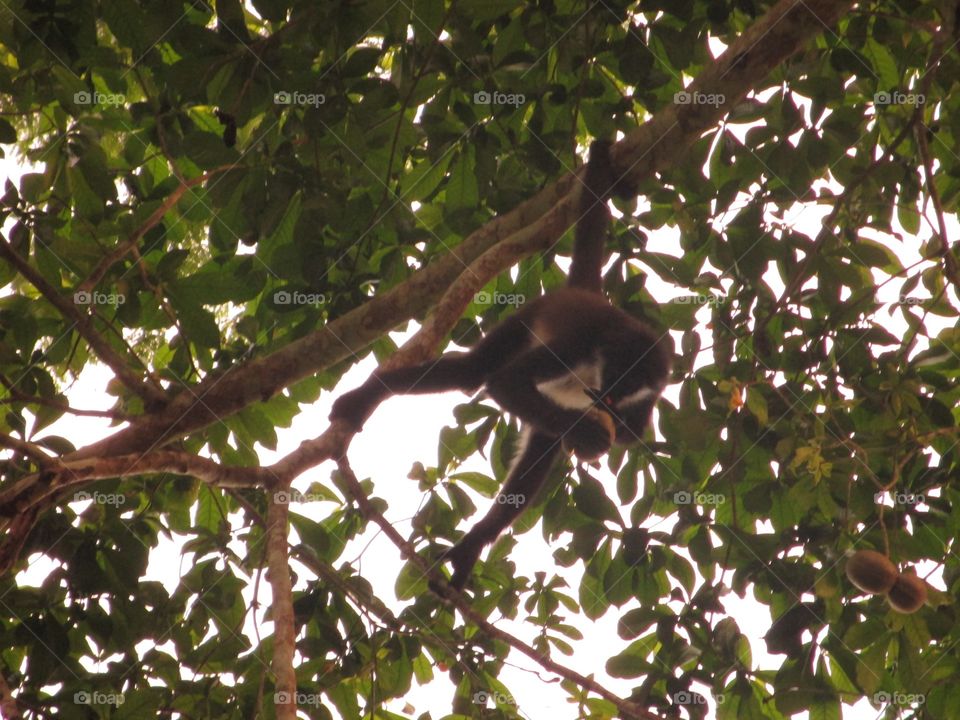 Monkey eating mango