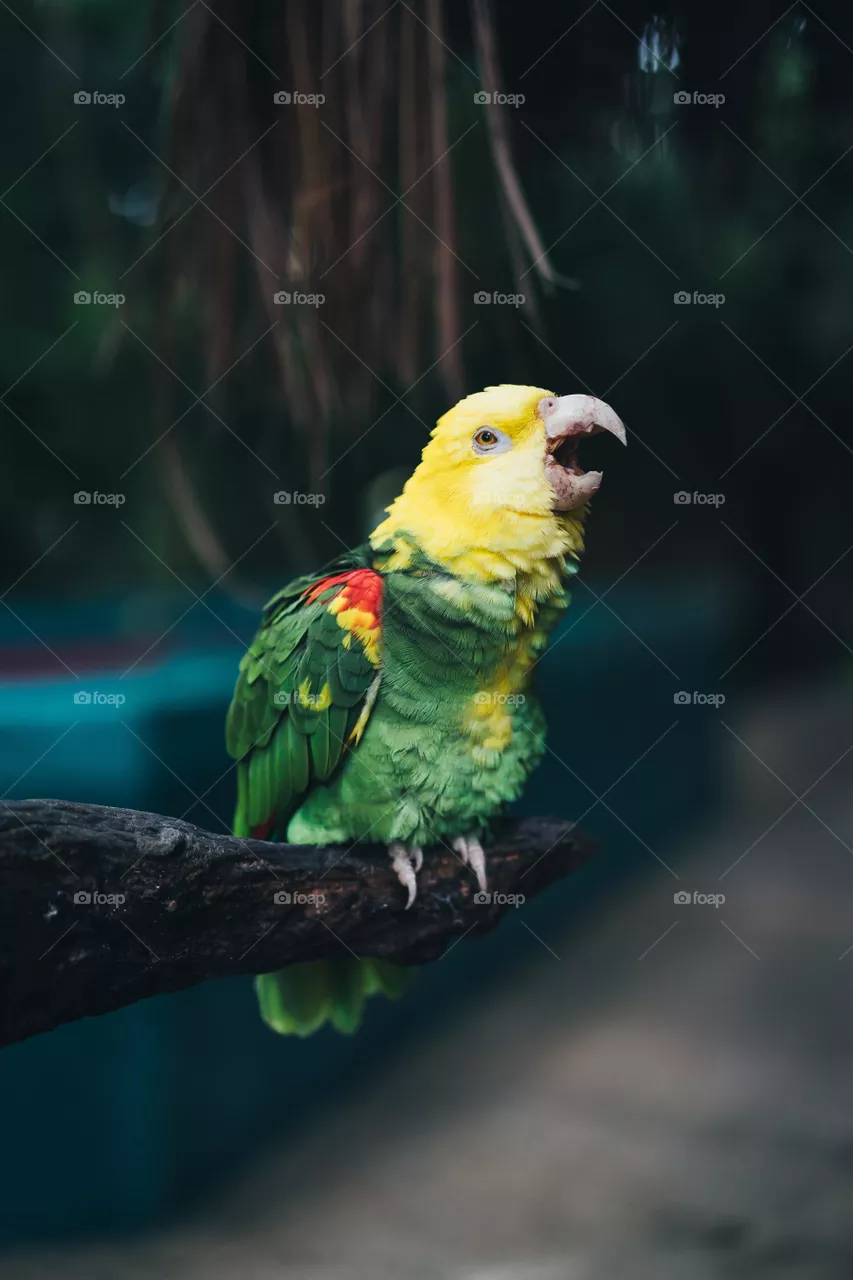 Bird