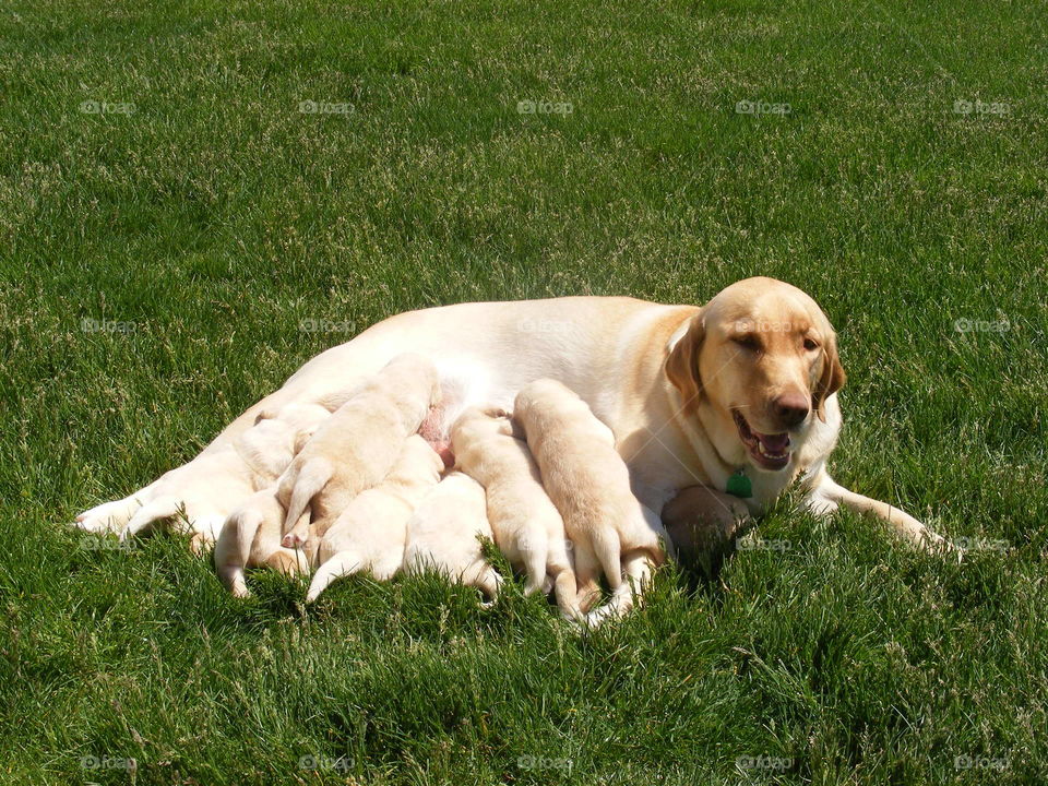 Labrador retrievers 