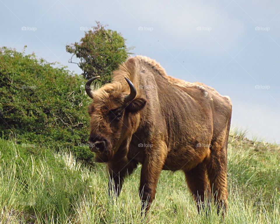 European bison on grass against sky