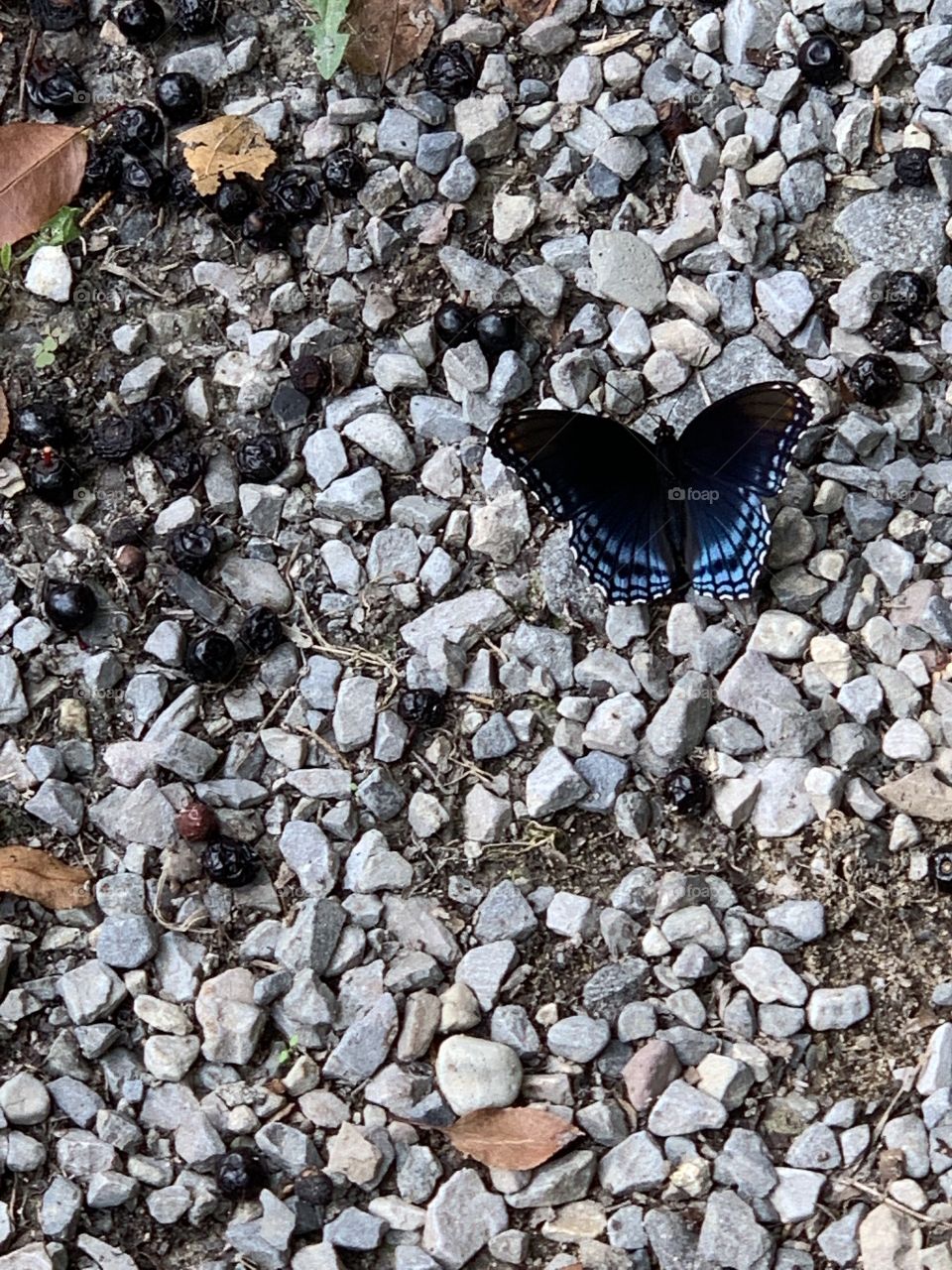 Blue butterfly in front of me