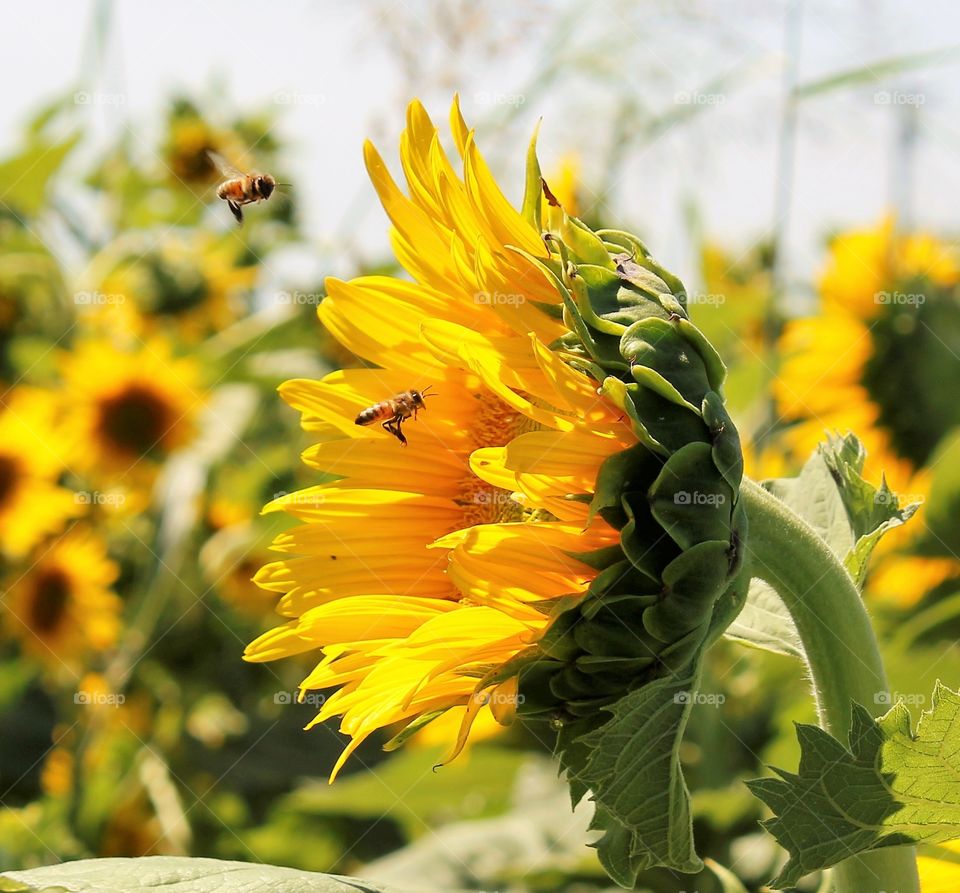 close up of a sunflower with two bees flying towards to pollinate - plant. insect plant life