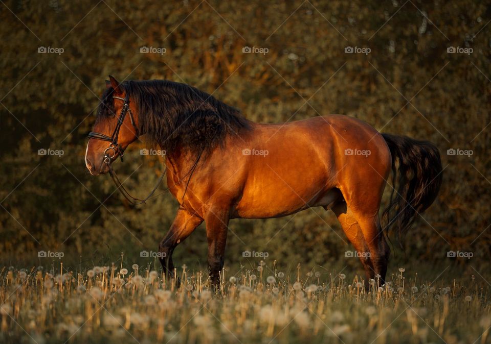 Beautiful Spanish PRE stallion