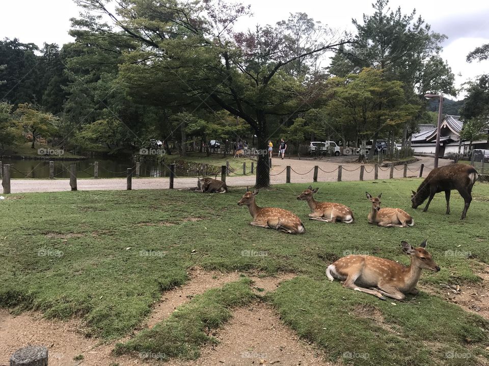 Deer in park 