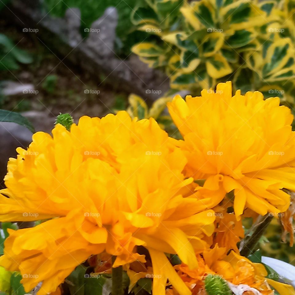 Plant plants to celebrate  Earth day