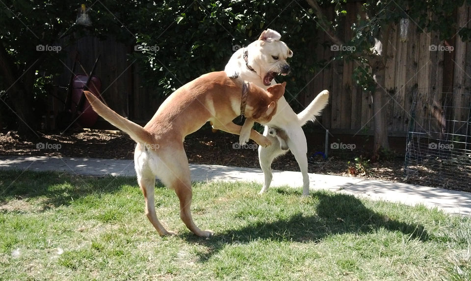 Fighting dogs