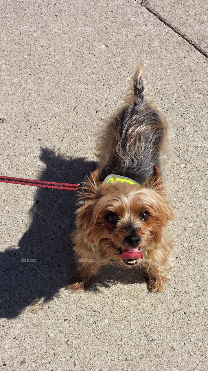 Cute Dog on Walk