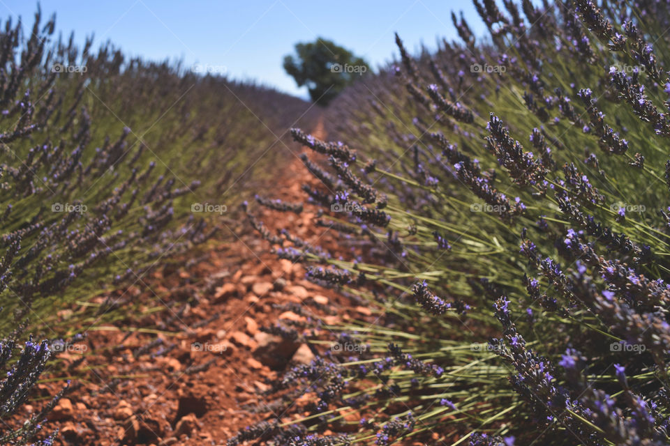 Lavender from the fields in France