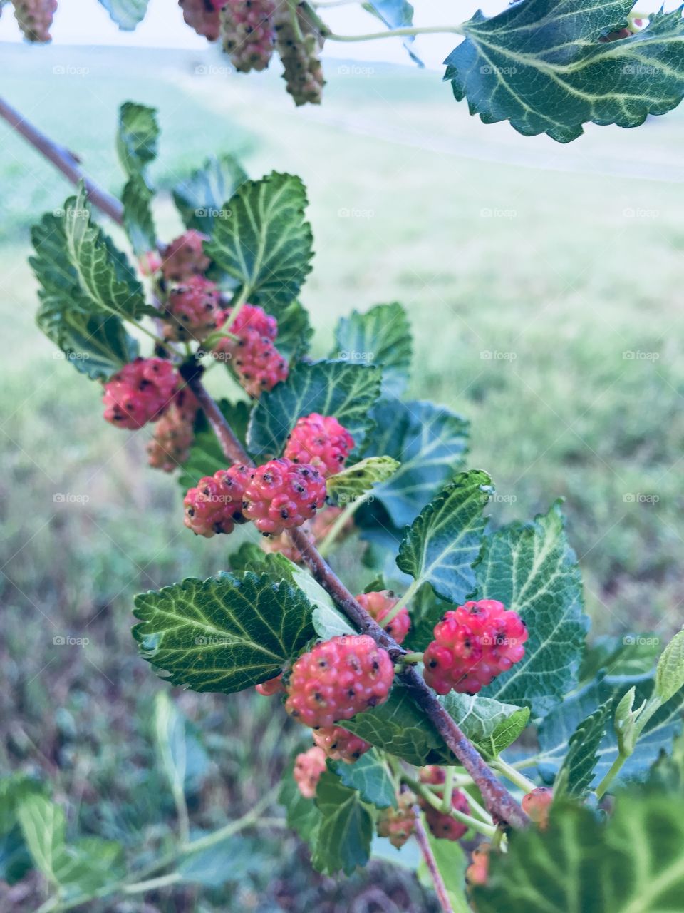 Closeup of bright pink mulberries ripening on a branch, with a blurred view of a rural background 