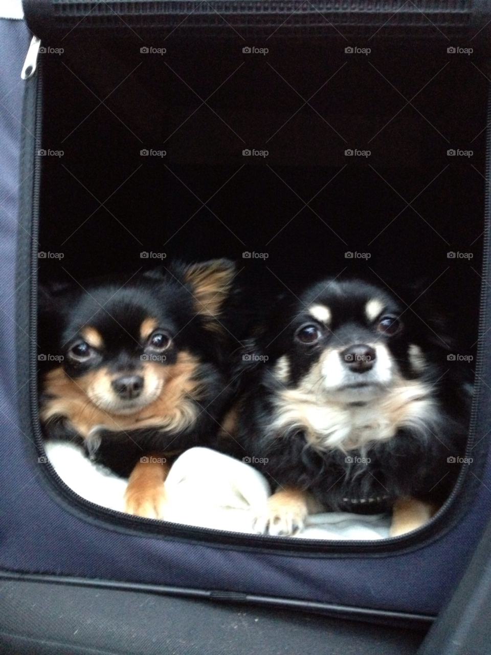 chihuahua sisters black and tan betty and wilma by Markos